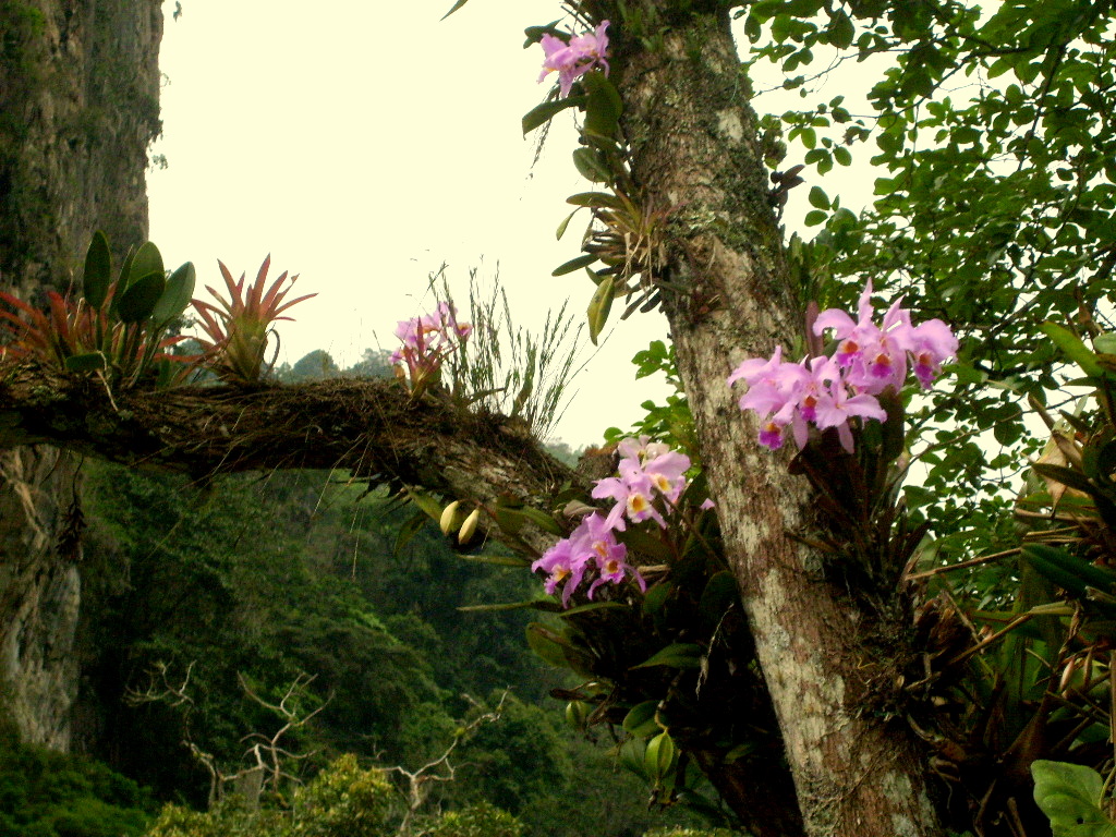 Orquideas Caripe
